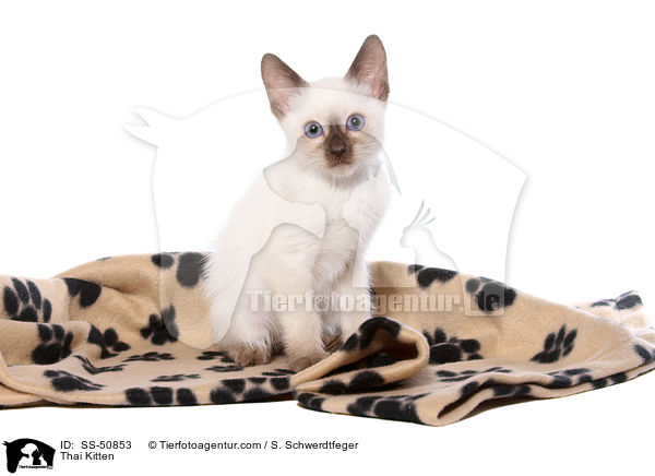 Thai Ktzchen / Thai Kitten / SS-50853