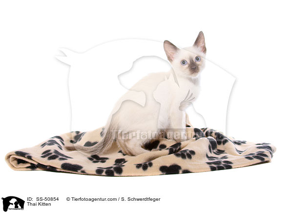 Thai Ktzchen / Thai Kitten / SS-50854