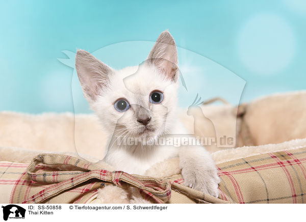 Thai Ktzchen / Thai Kitten / SS-50858