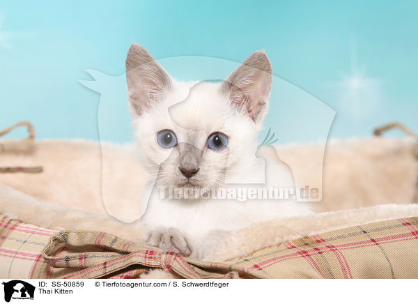 Thai Ktzchen / Thai Kitten / SS-50859