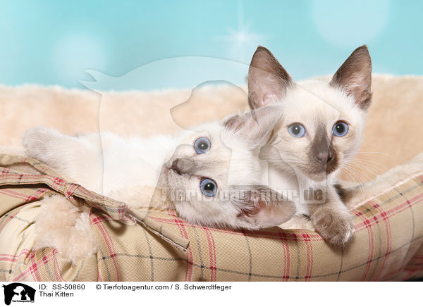 Thai Ktzchen / Thai Kitten / SS-50860