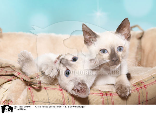 Thai Ktzchen / Thai Kitten / SS-50861