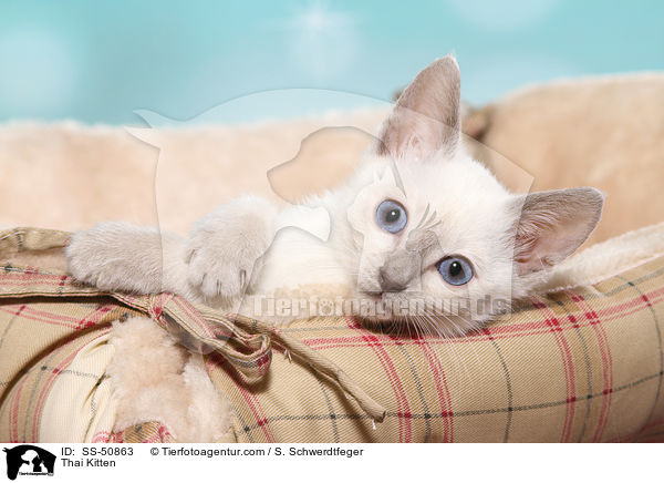 Thai Ktzchen / Thai Kitten / SS-50863