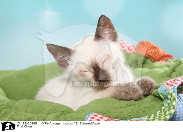 Thai Ktzchen / Thai Kitten / SS-50865