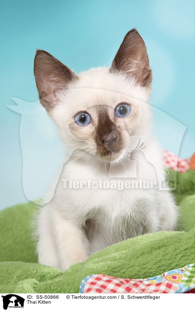 Thai Ktzchen / Thai Kitten / SS-50866