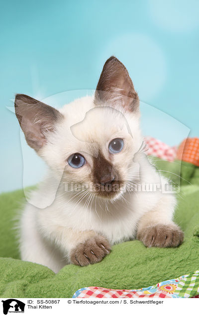 Thai Ktzchen / Thai Kitten / SS-50867