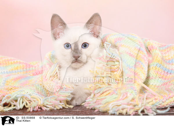 Thai Ktzchen / Thai Kitten / SS-50868