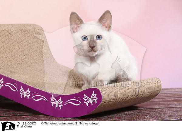 Thai Ktzchen / Thai Kitten / SS-50873