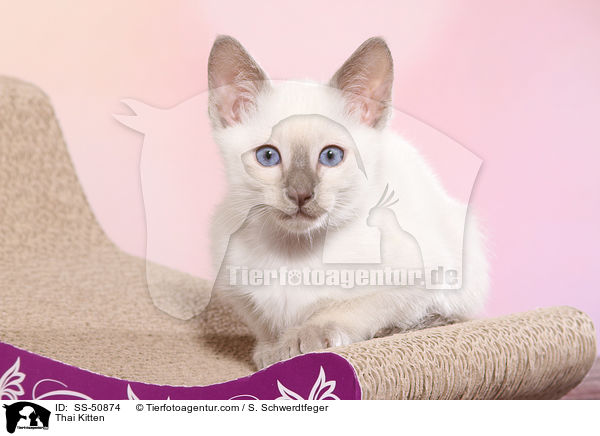 Thai Ktzchen / Thai Kitten / SS-50874