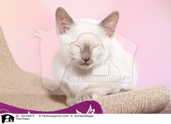 Thai Ktzchen / Thai Kitten / SS-50875