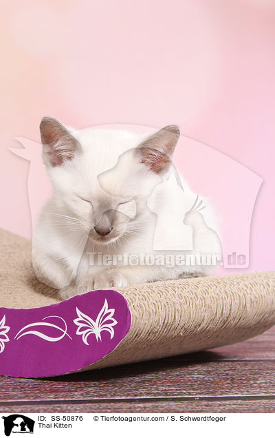 Thai Ktzchen / Thai Kitten / SS-50876