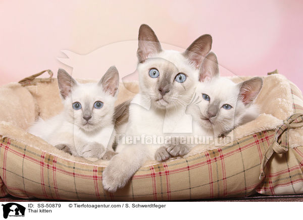 Thai Ktzchen / Thai kitten / SS-50879