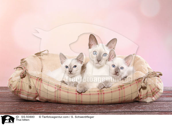 Thai Ktzchen / Thai kitten / SS-50880