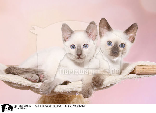 Thai Ktzchen / Thai Kitten / SS-50882