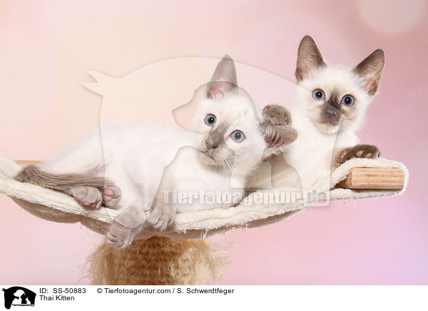 Thai Ktzchen / Thai Kitten / SS-50883