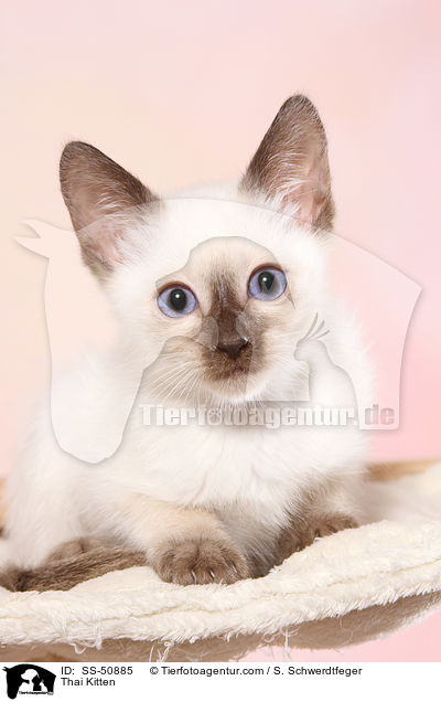 Thai Ktzchen / Thai Kitten / SS-50885