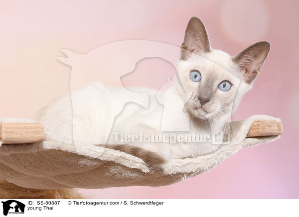 junge Thai / young Thai / SS-50887