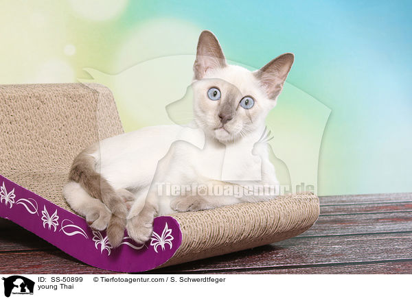 junge Thai / young Thai / SS-50899