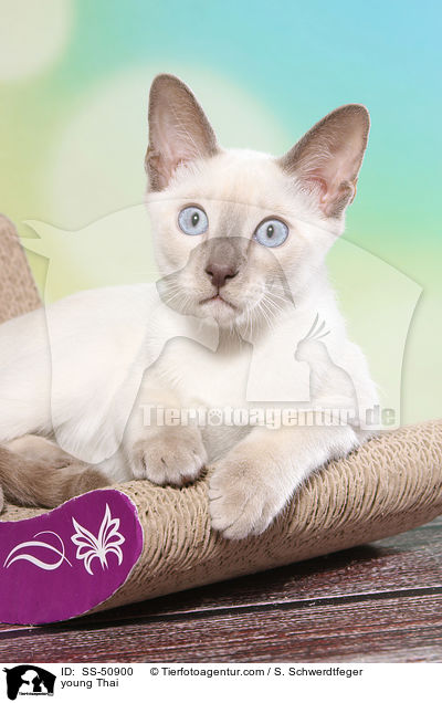 junge Thai / young Thai / SS-50900