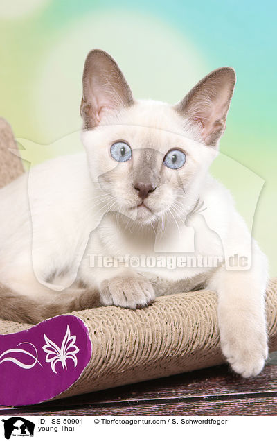 junge Thai / young Thai / SS-50901