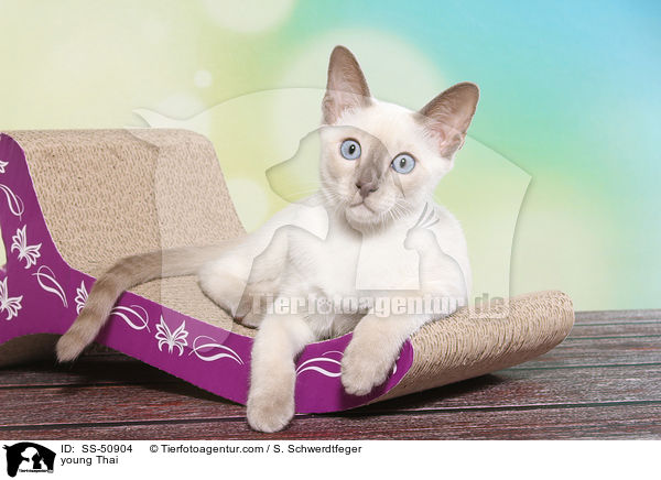 junge Thai / young Thai / SS-50904