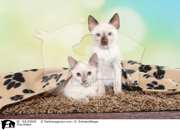 Thai Ktzchen / Thai Kitten / SS-50905