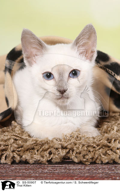 Thai Ktzchen / Thai Kitten / SS-50907