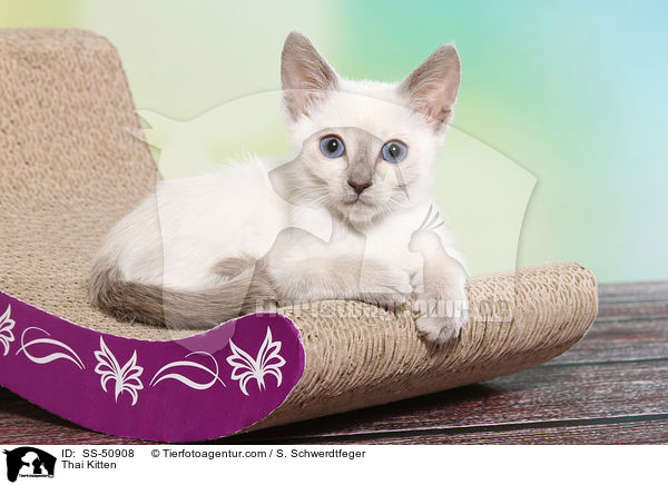 Thai Ktzchen / Thai Kitten / SS-50908