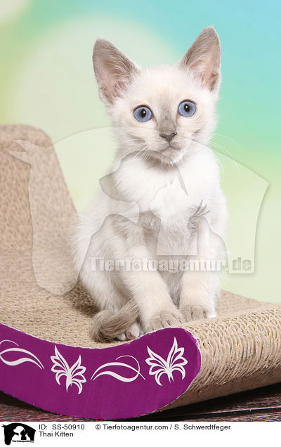 Thai Ktzchen / Thai Kitten / SS-50910