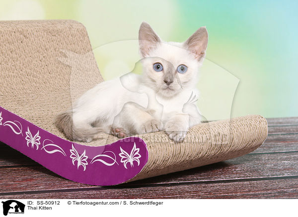 Thai Ktzchen / Thai Kitten / SS-50912