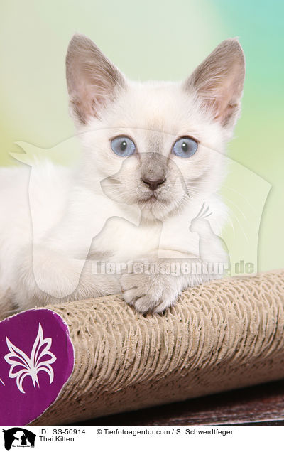 Thai Ktzchen / Thai Kitten / SS-50914