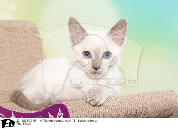 Thai Ktzchen / Thai Kitten / SS-50915
