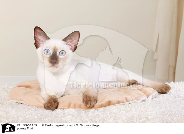 junge Thai / young Thai / SS-51159