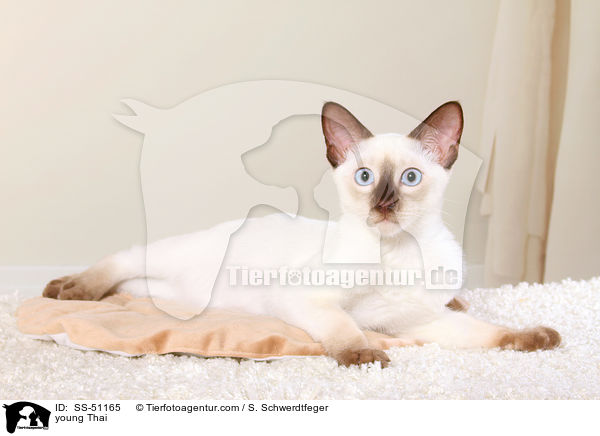 junge Thai / young Thai / SS-51165