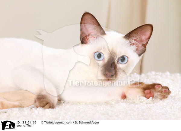 junge Thai / young Thai / SS-51169