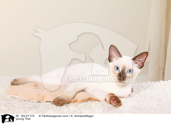 junge Thai / young Thai / SS-51174