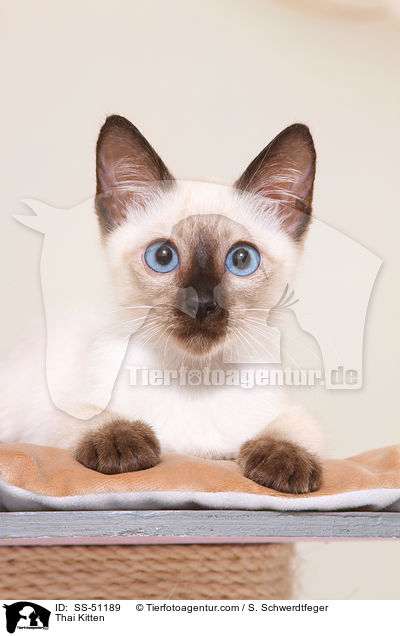 Thai Kitten / SS-51189