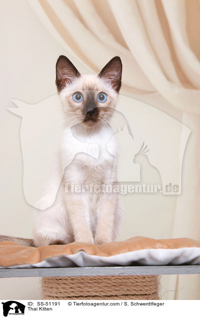 Thai Kitten / SS-51191