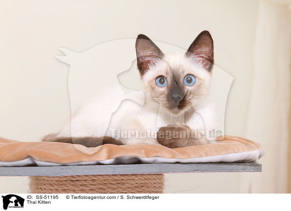 Thai Ktzchen / Thai Kitten / SS-51195