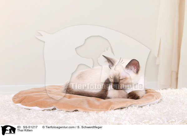 Thai Ktzchen / Thai Kitten / SS-51217