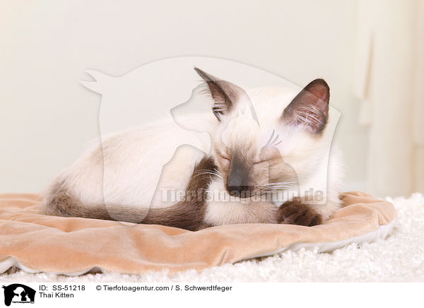 Thai Ktzchen / Thai Kitten / SS-51218