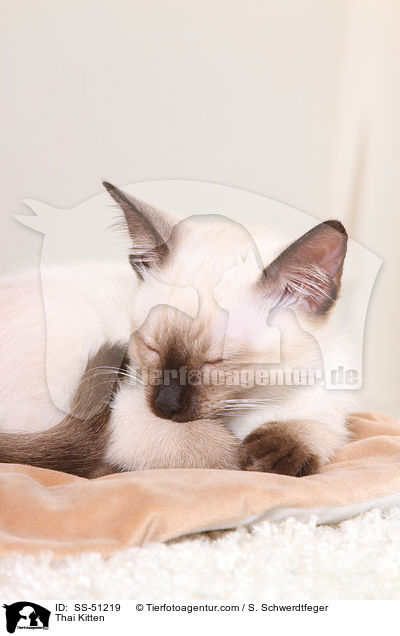 Thai Ktzchen / Thai Kitten / SS-51219