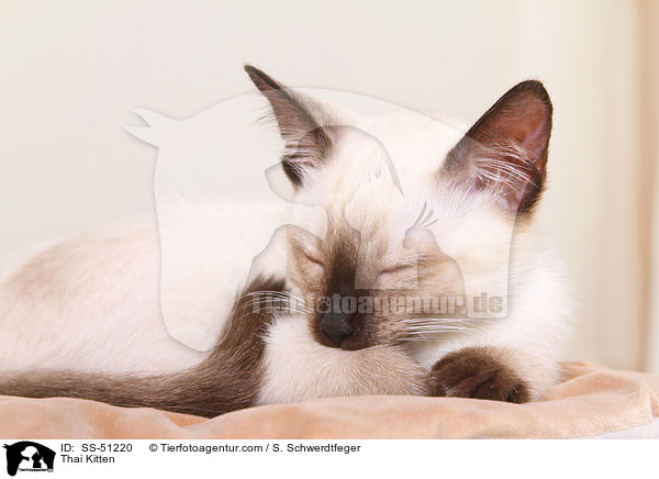Thai Ktzchen / Thai Kitten / SS-51220