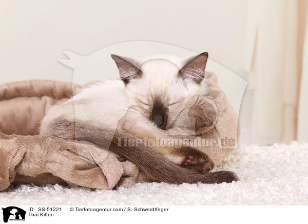Thai Ktzchen / Thai Kitten / SS-51221