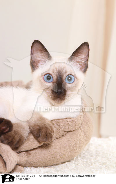 Thai Ktzchen / Thai Kitten / SS-51224