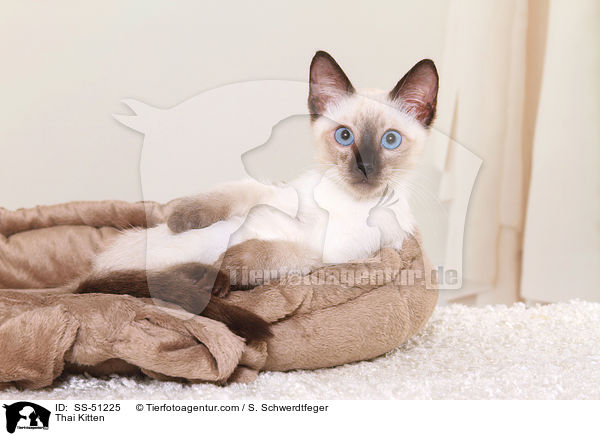 Thai Ktzchen / Thai Kitten / SS-51225