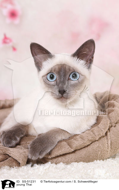 junge Thai / young Thai / SS-51231
