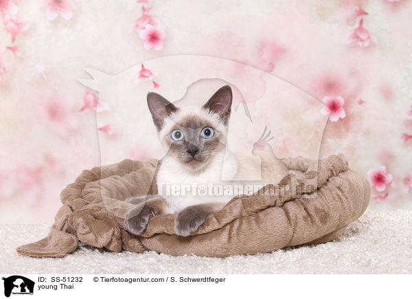 junge Thai / young Thai / SS-51232