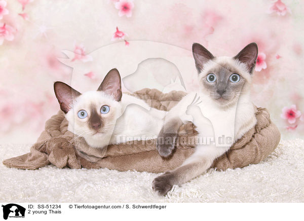 2 junge Thais / 2 young Thais / SS-51234
