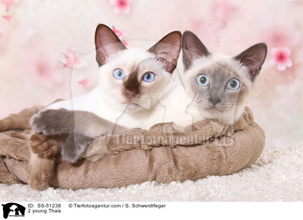 2 young Thais / SS-51238